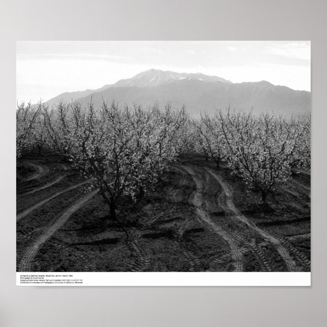 Orchards at Banning Heights, San Jacinto, 1966 Poster (Vorne)
