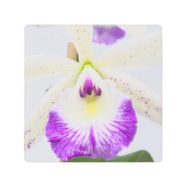 Orchid