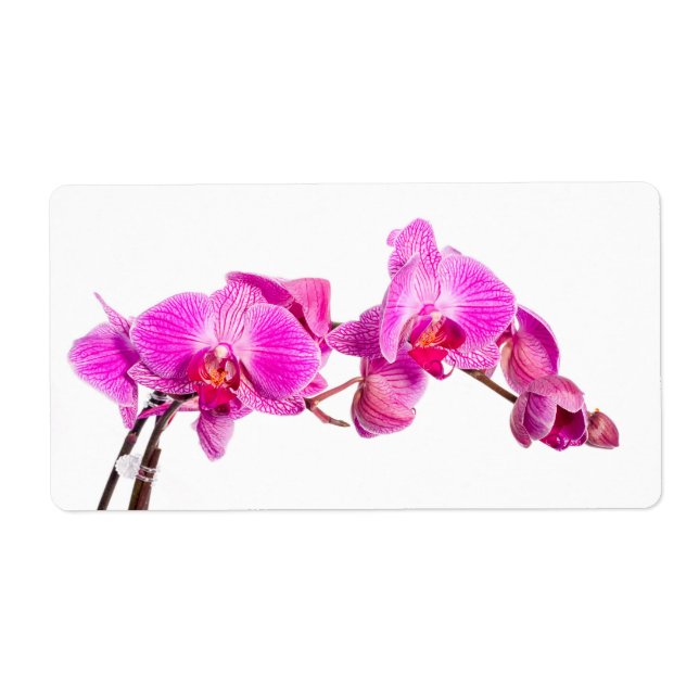 Orchid (Vorne)
