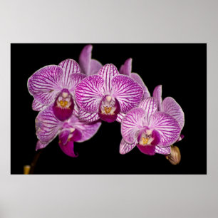 Orchid 1 schwarz poster