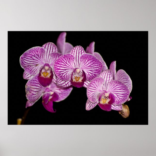 Orchid 1 schwarz poster (Vorne)