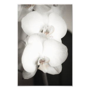 Orchid 8931 fotodruck