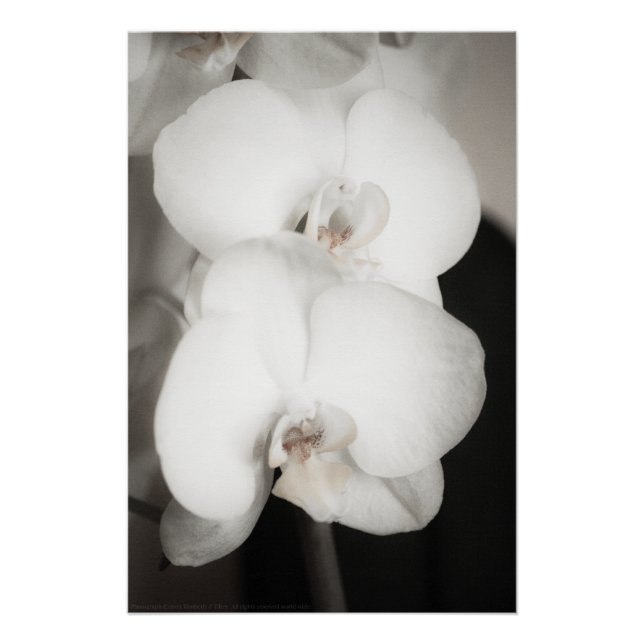 Orchid 8931 poster (Vorderseite)