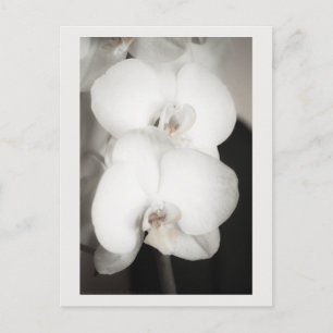 Orchid 8931 postkarte