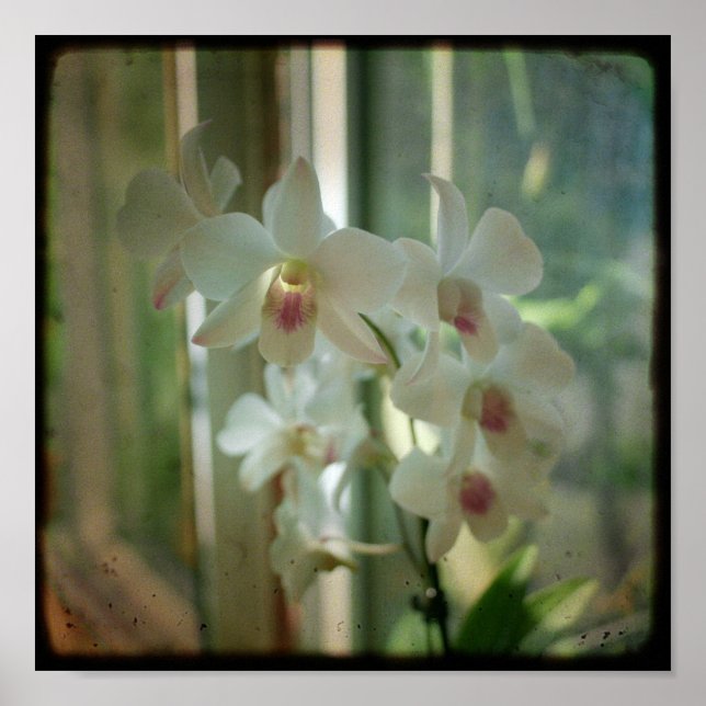 Orchid 8 x 8 Original Nature TTV Foto Poster (Vorne)