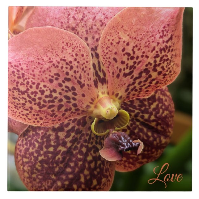 Orchid am Morgen Fliese (Vorderseite)