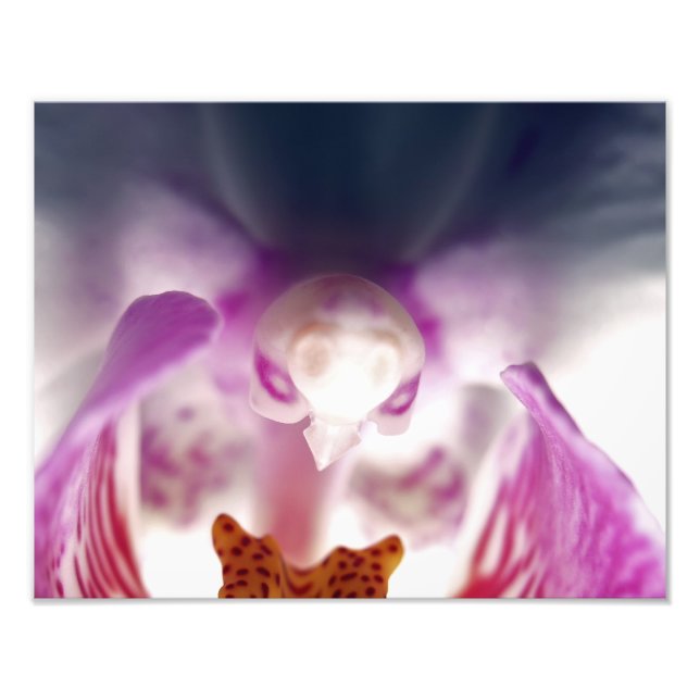 Orchid Apparition Foto Erweiterung (Vorne)