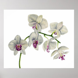 Orchid-Aquarellmalerei Poster