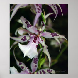 Orchid Beallara Print -20x24-andere Größen verfügb Poster