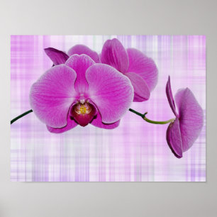 Orchid Blooms Poster