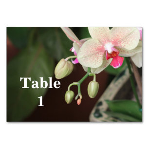 Orchid Blooms Tischnummer