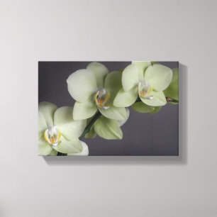 Orchid Blossoms Elegante Chic Mod Leinwanddruck