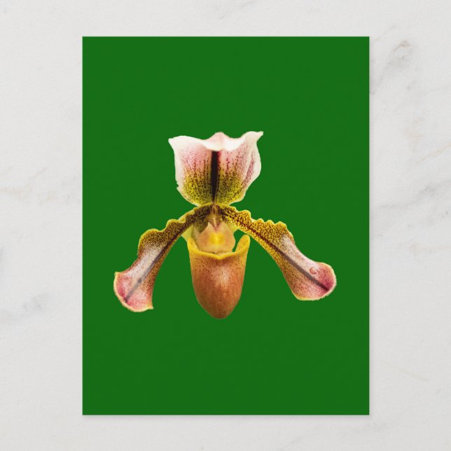 Orchid-Blume Feiertagspostkarte (Vorderseite)