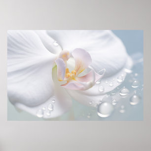 Orchid Blume Petal Nature Serene Calm Poster