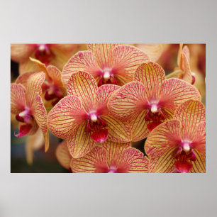 Orchid-Blume Poster