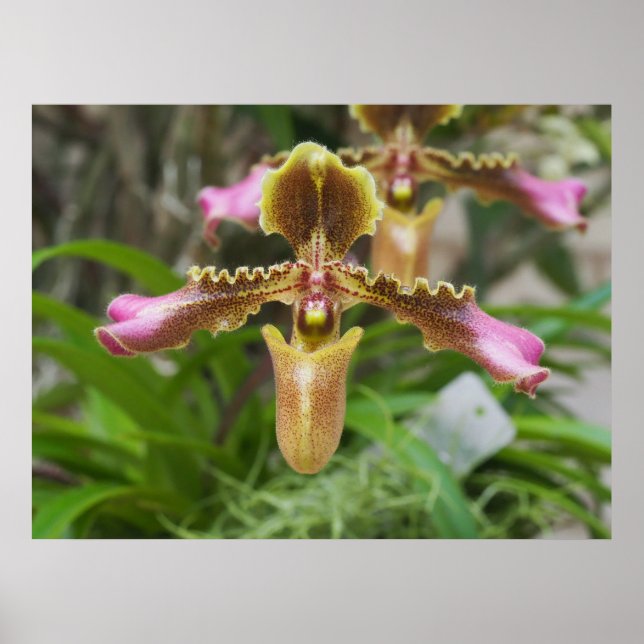 Orchid-Blume Poster (Vorne)