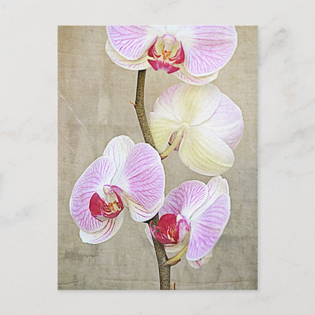 Orchid-Blume Postkarte (Vorderseite)