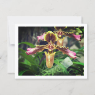 Orchid-Blume Postkarte