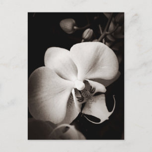 Orchid-Blume Postkarte