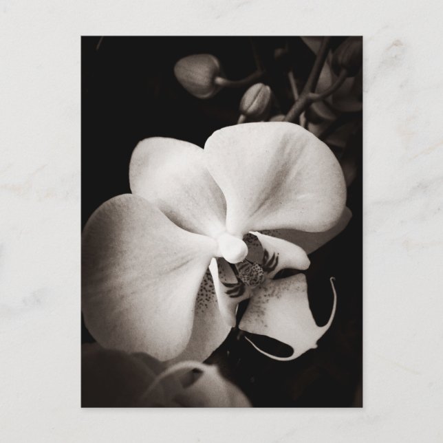Orchid-Blume Postkarte (Vorderseite)