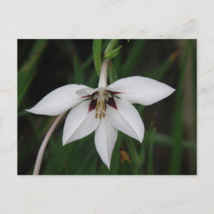 Orchid-Blume Postkarte