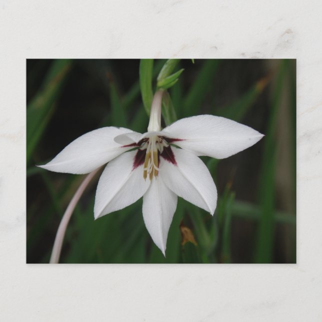 Orchid-Blume Postkarte (Vorderseite)