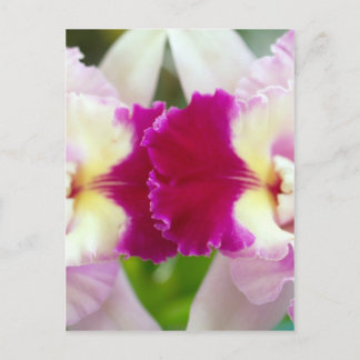 Orchid-Blume Postkarte