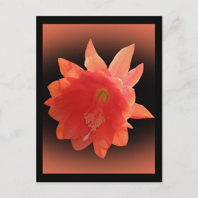 Orchid Cactus - Epiphyllum Ackermannii - Blossom Postkarte (Vorderseite)