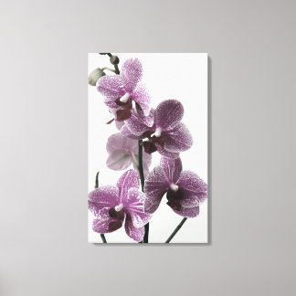 Orchid Canvas Print Leinwanddruck