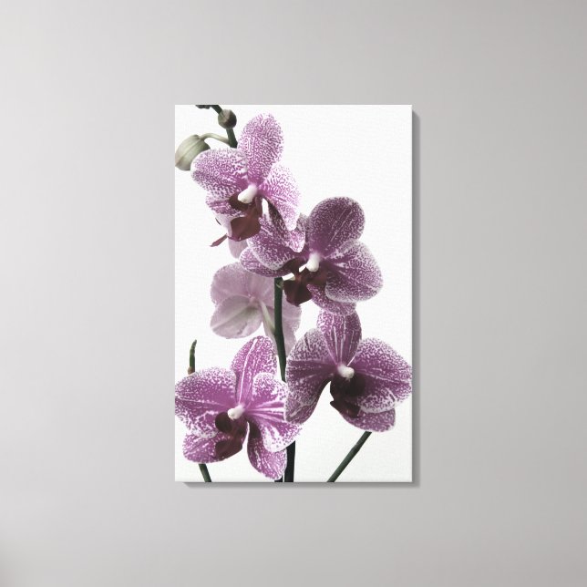 Orchid Canvas Print Leinwanddruck (Vorderseite)