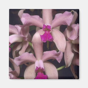 Orchid (Cattleya amethystoglossa), Ost Magnet