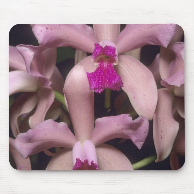 Orchid (Cattleya amethystoglossa), Ost Mousepad (Vorne)