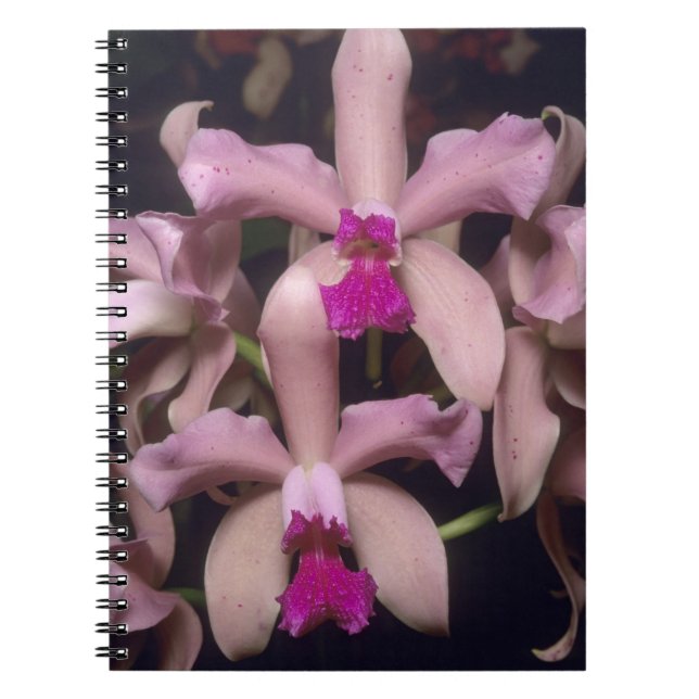 Orchid (Cattleya amethystoglossa), Ost Notizblock (Vorderseite)