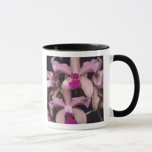 Orchid (Cattleya amethystoglossa), Ost Tasse
