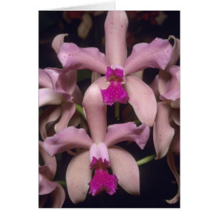 Orchid (Cattleya amethystoglossa), östlich