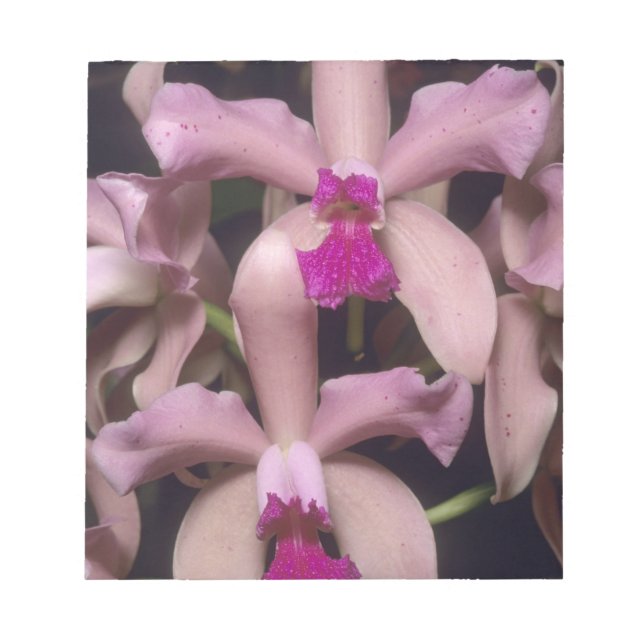 Orchid (Cattleya amethystoglossa), östlich Notizblock (Vorderseite)