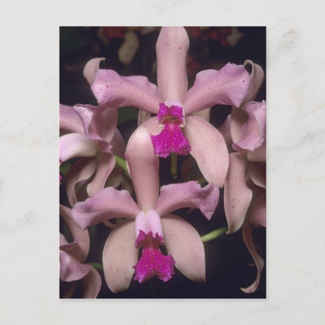 Orchid (Cattleya amethystoglossa), östlich Postkarte (Vorderseite)