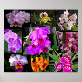 Orchid Collage Poster
