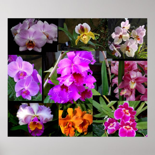 Orchid Collage Poster (Vorne)