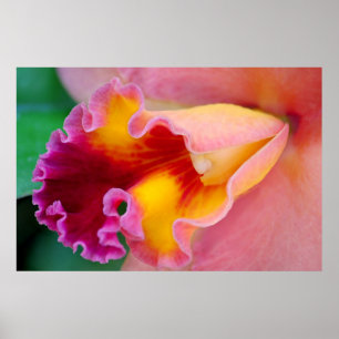 Orchid Colors Poster