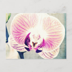 Orchid Colors Postkarte