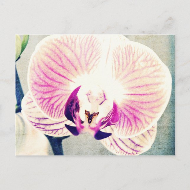 Orchid Colors Postkarte (Vorderseite)