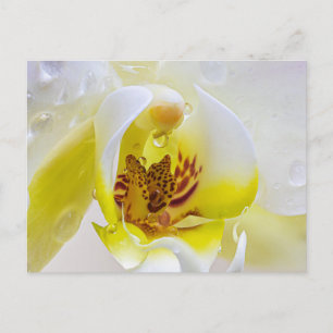 Orchid Dew Postkarte