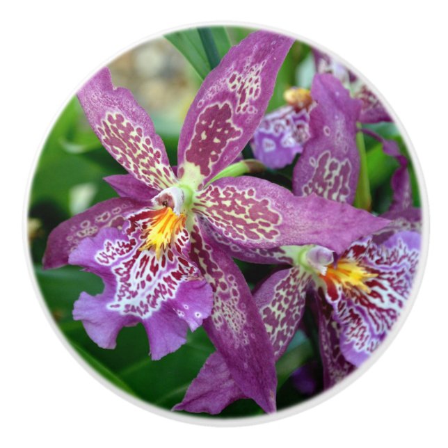 Orchid Drawing Pull Keramikknauf (Vorderseite)