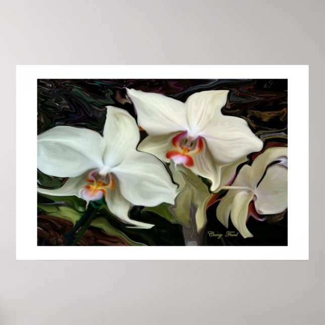 ORCHID-DRUCK "MIDNIGHT MAGIC" POSTER (Vorne)