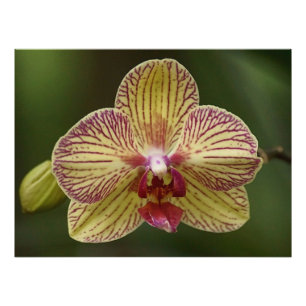 Orchid Elegance Fotodruck