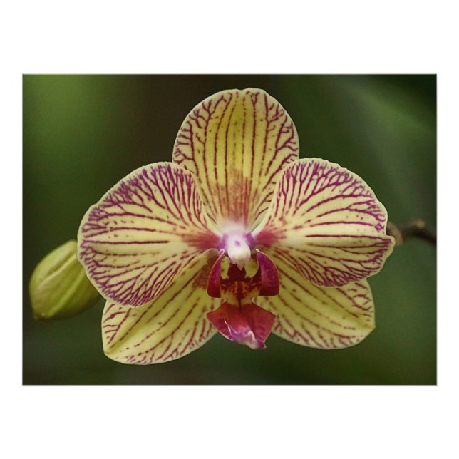 Orchid Elegance Fotodruck (Vorne)