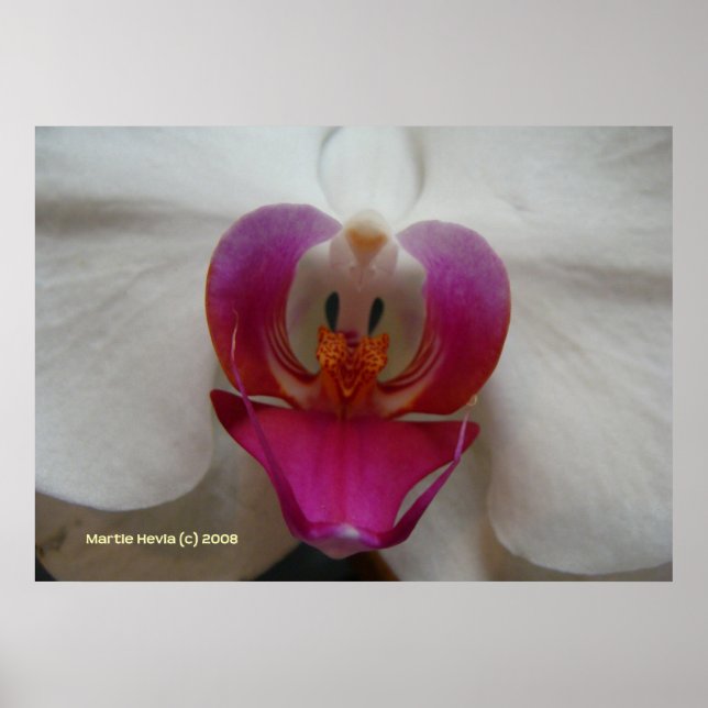 Orchid Face Poster (Vorne)