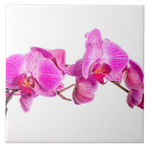 Orchid Fliese