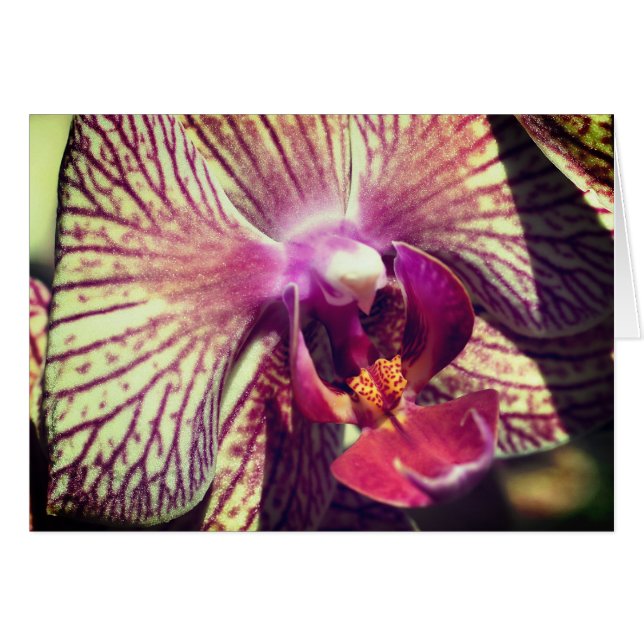 Orchid Flower Close Up Photography Note Card (Vorderseite (Horizontal))